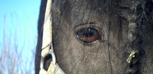 Aproximación al caballo